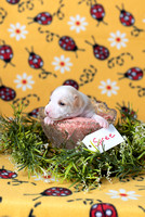 SpringFlingLitter